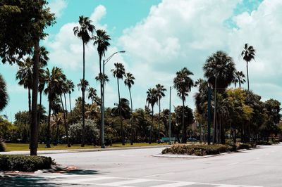 Palm trees on road against sky in city