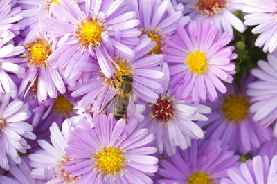 Close-up of bumblebee on purple flowering plants