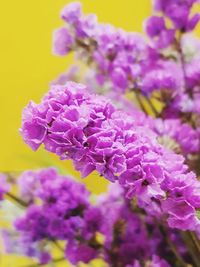 Close-up of purple flowering plant