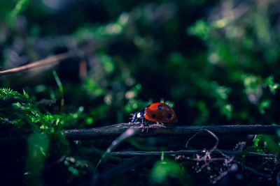 Close-up of ladybug on plant