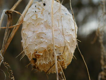 Close up of plant against blurred background