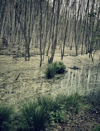 Trees in forest