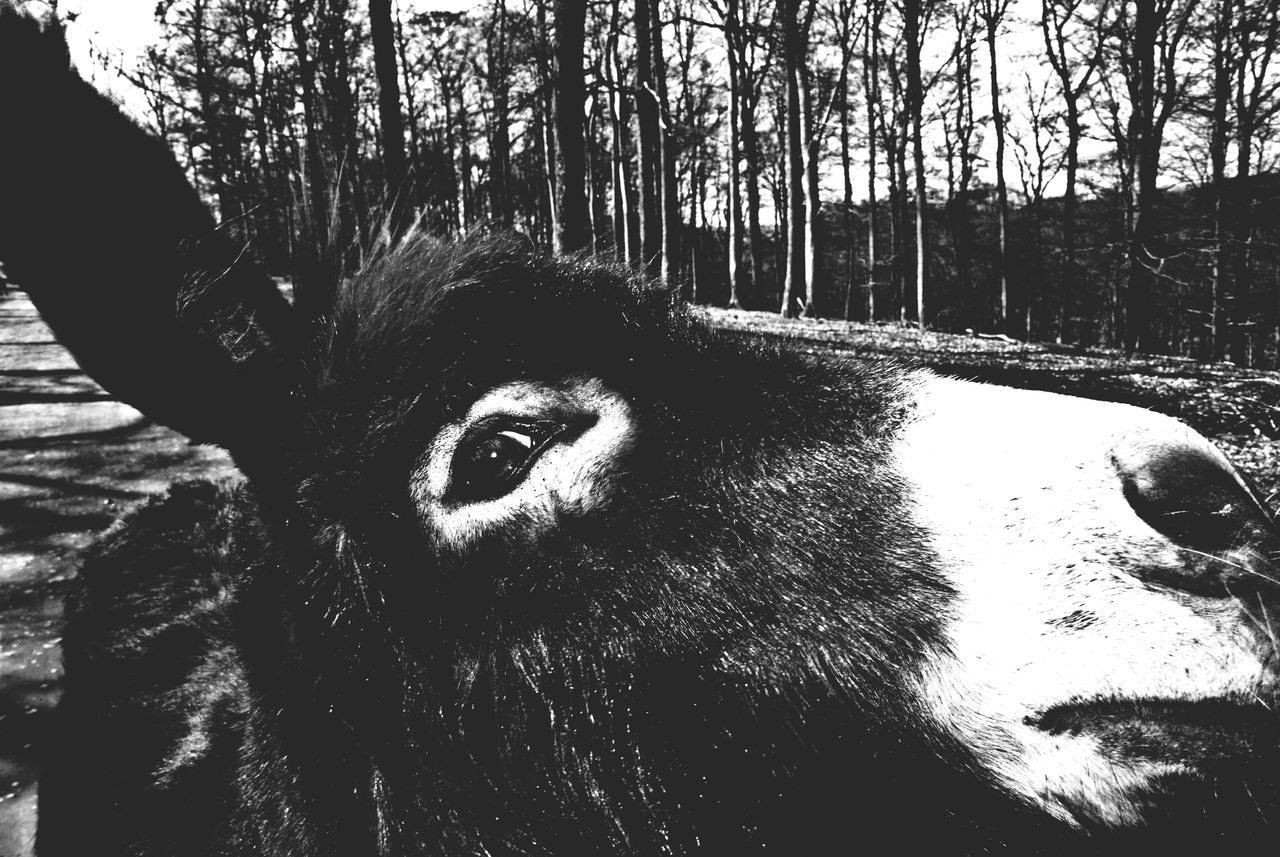 animal themes, one animal, mammal, domestic animals, animal head, pets, dog, close-up, animal body part, tree, portrait, looking at camera, outdoors, day, horse, no people, part of, nature, front view, animal eye