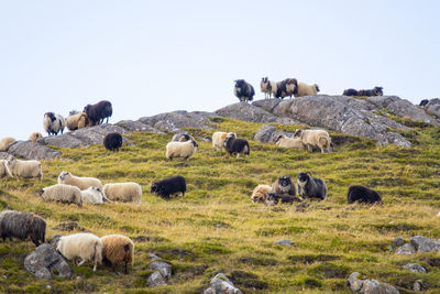 Sheep grazing on field against clear sky