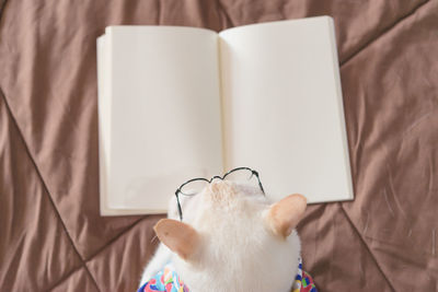 Close-up of a cat with open book