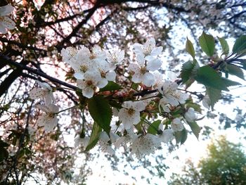 Low angle view of cherry blossoms