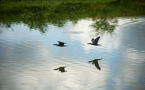 Ducks swimming in lake