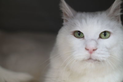 Close-up portrait of a cat