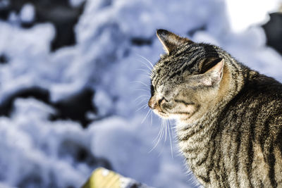 Close-up of a cat looking away