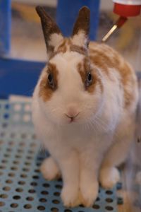 Close-up portrait of white cat