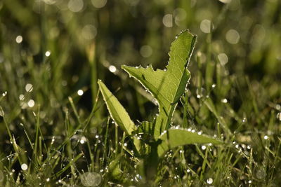 Close-up of raindrops on green leaves