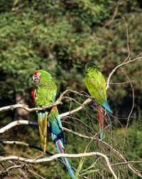 Close-up of parrot perching on branch