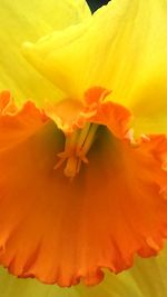 Close-up of yellow flower