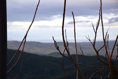 Close-up of plants on land against sky