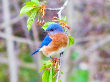 Close-up of bird