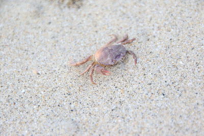 Close-up of crab on sand