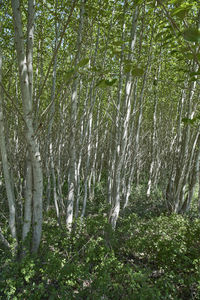 View of trees in forest