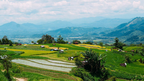 Scenic view of agricultural field against sky