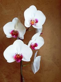 High angle view of white orchid on table