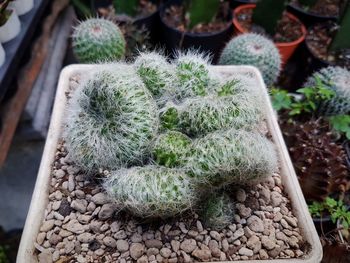 High angle view of potted plant