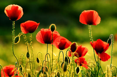 Close-up of red poppy flowers growing outdoors