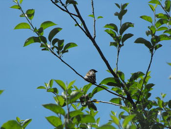 Low angle view of birds perching on branch