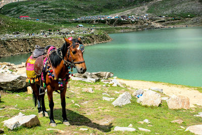 Horse standing in a lake