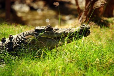Close-up of snake on grass