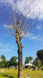 Bare tree on grassy field