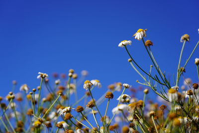 Low angle view of flowering plants against blue sky