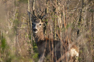 Portrait of deer standing on field