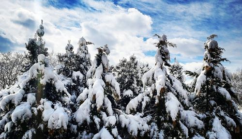 Snow covered plants against sky