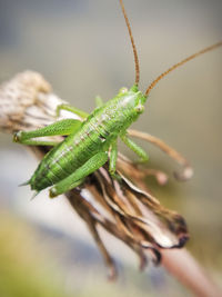 Close-up of insect on leaf