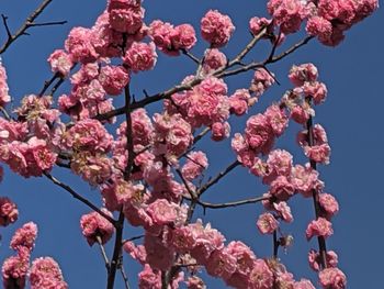 Low angle view of cherry blossoms against sky