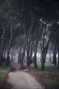 Footpath amidst trees in forest
