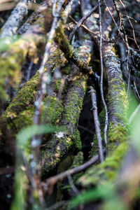 Close-up of moss growing on tree trunk