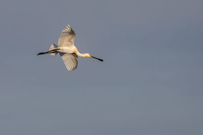 Low angle view of bird flying in sky