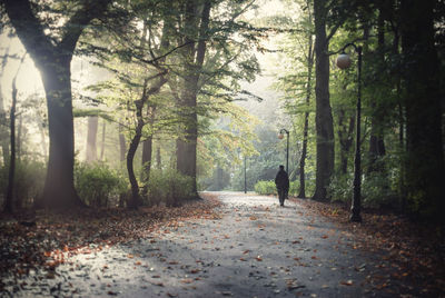 Person walking on road in forest