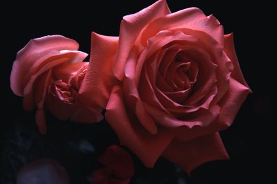 Close-up of pink rose