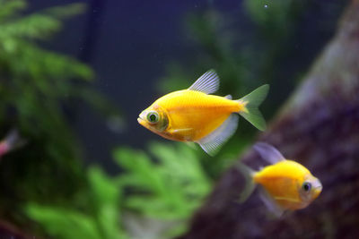 Yellow fish swimming 