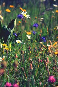 Close-up of flowers blooming on field