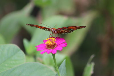 Close-up of butterfly pollinating on pink flower