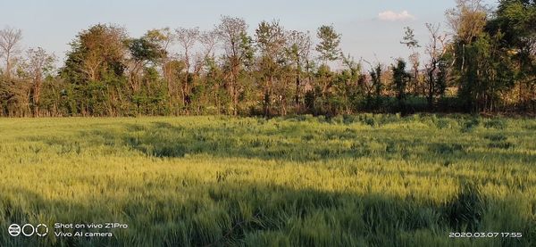 Scenic view of field against sky