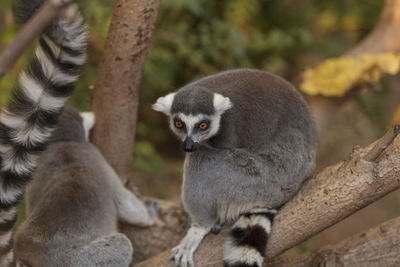 Lemur looking away against blurred background