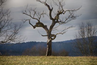 Bare tree on field against sky