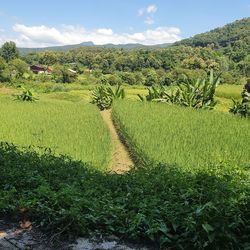 Scenic view of agricultural field against sky