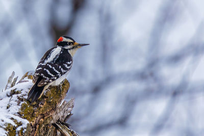 Close-up of bird perching on branch