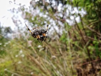 Close-up of spider on web