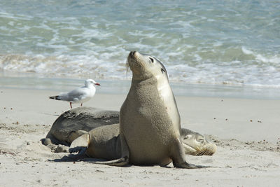 Seal bay, kangaroo island, australia