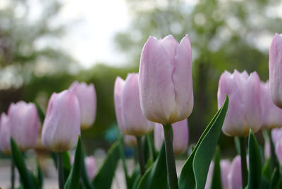 Close-up of pink flowering plant